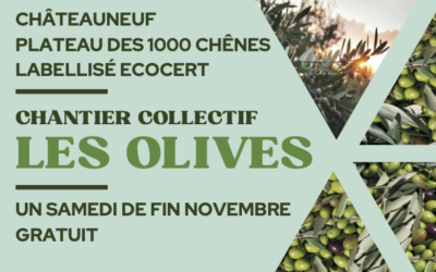 Retour sur le Chantier collectif – Les olives