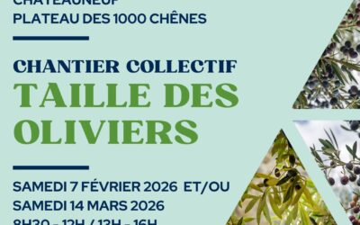 Chantier collectif – Taille des oliviers – 2026