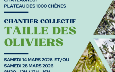 Chantier collectif – Taille des oliviers – 2026