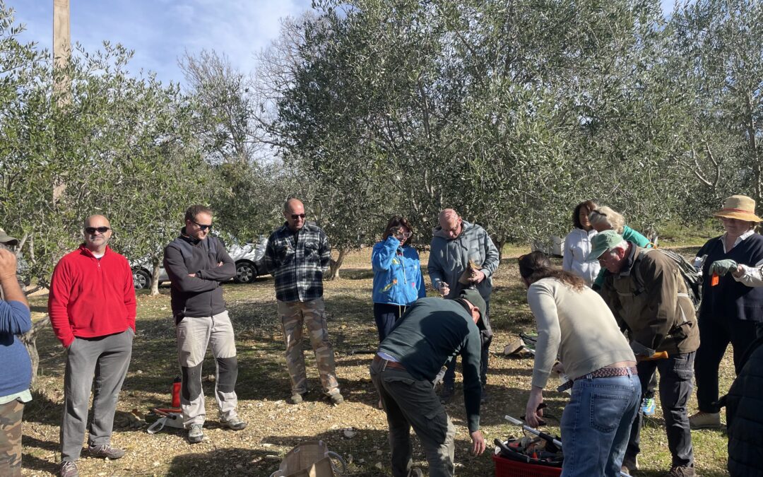 Chantier collectif – Taille des oliviers