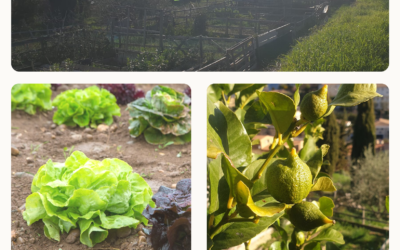 Les Jardins partagés de Châteauneuf, gérés par la SCIC Les Ferrages